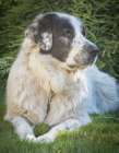 Newfoundland dog portrait. Art Print